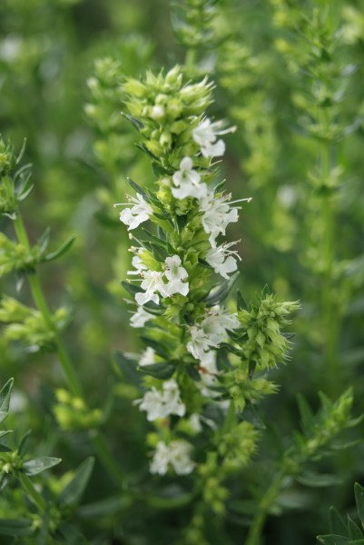 semena yzop, izop, Hyssopus officinalis, biely yzop, 